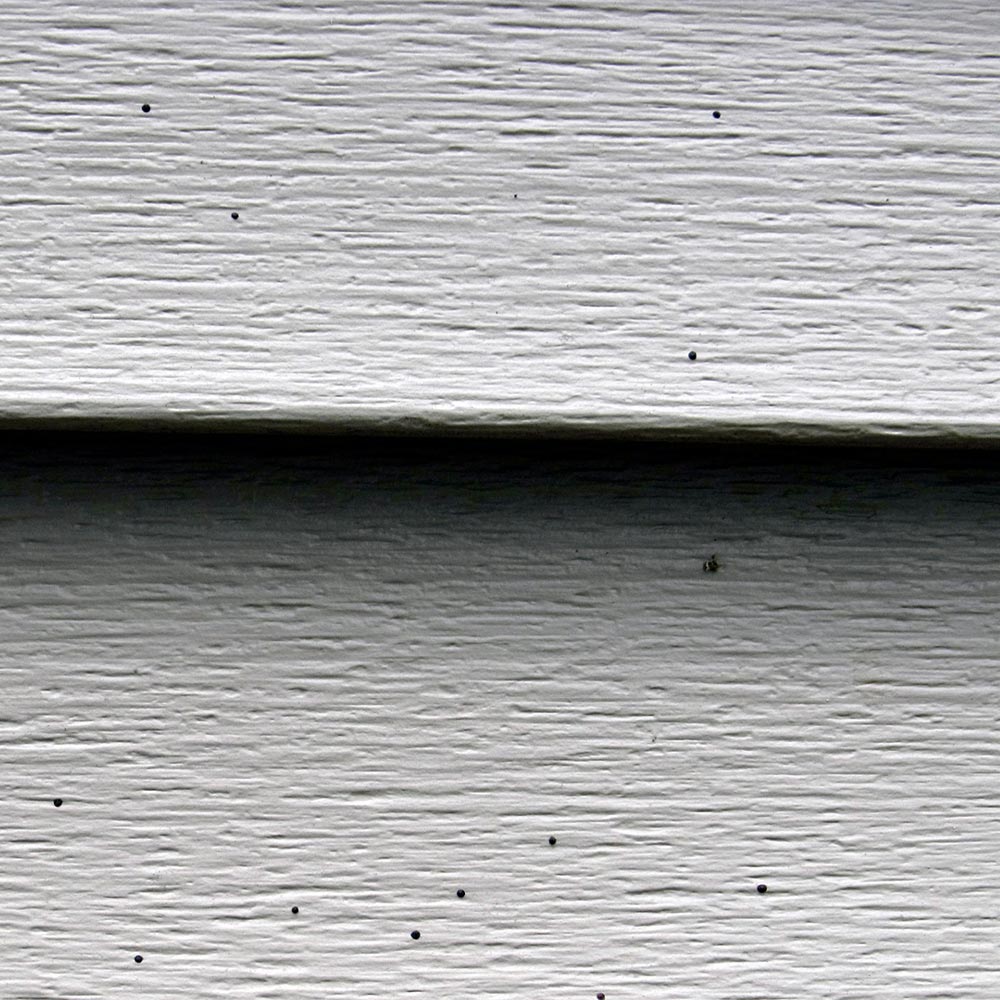 Shot Gun Fungus – what is it and how to prevent it